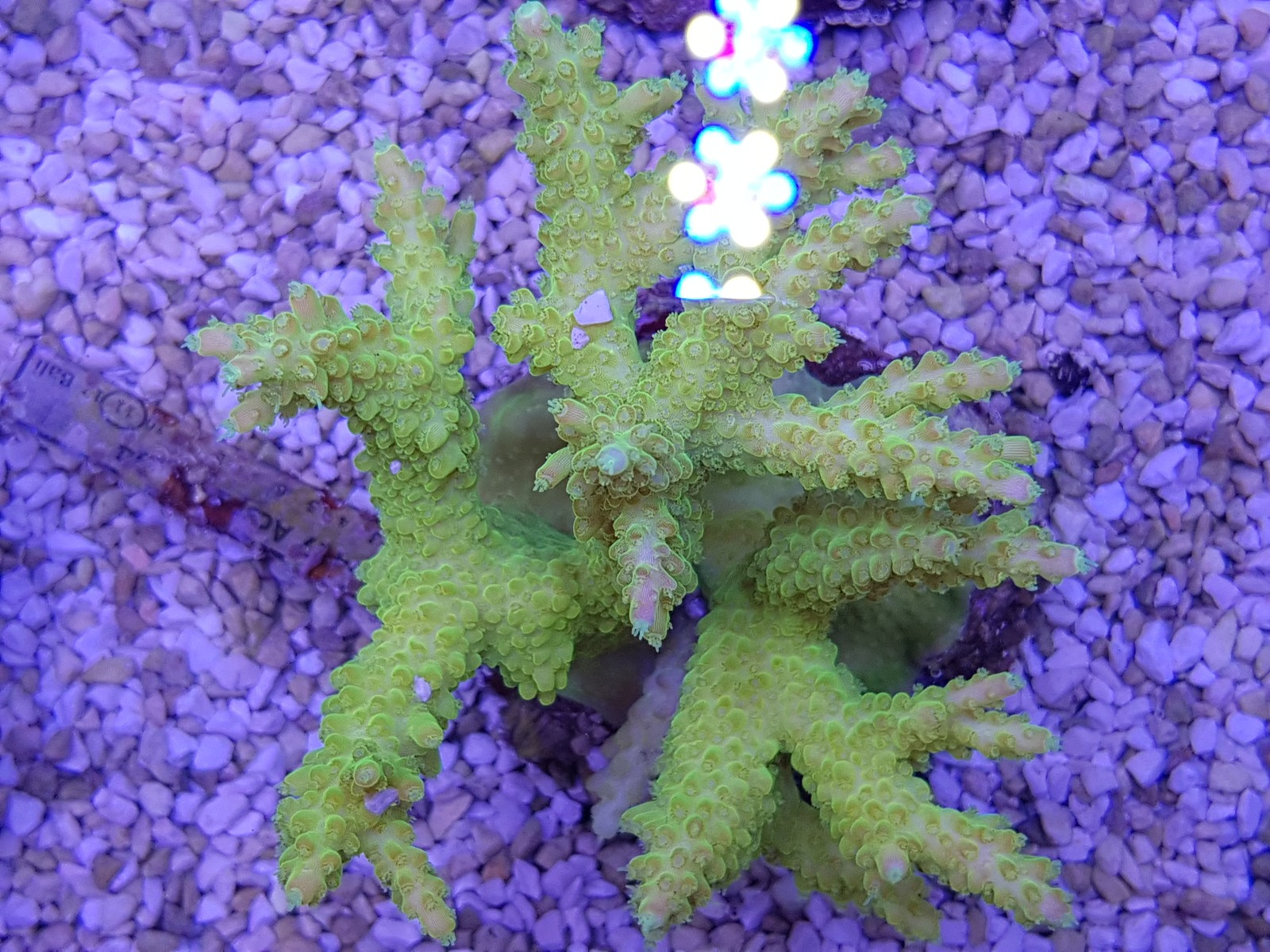 Acropora spp. (Yellow)