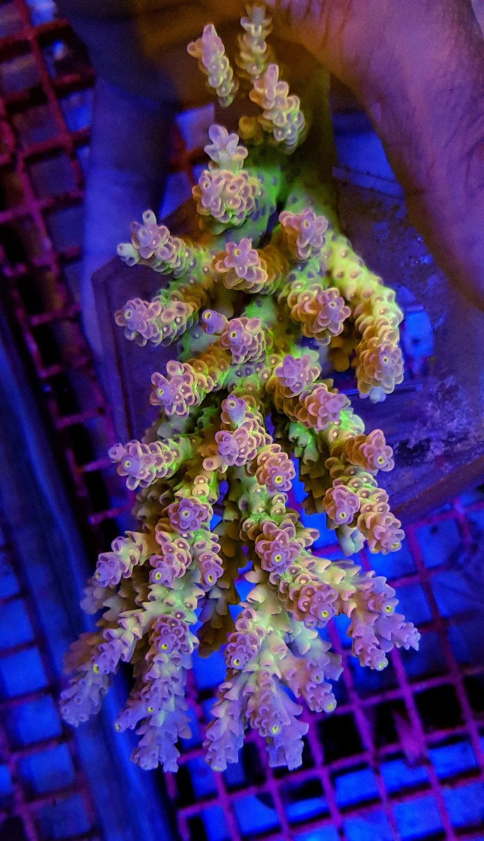 Acropora Coral Sea (Ultra colored - Special Selected)