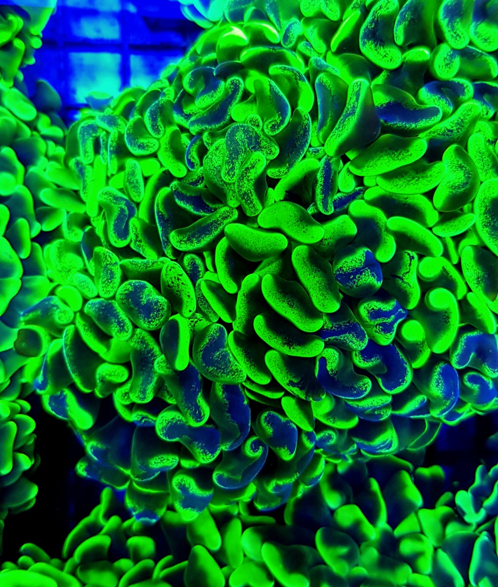 Euphyllia paraancora (Green Ultra)