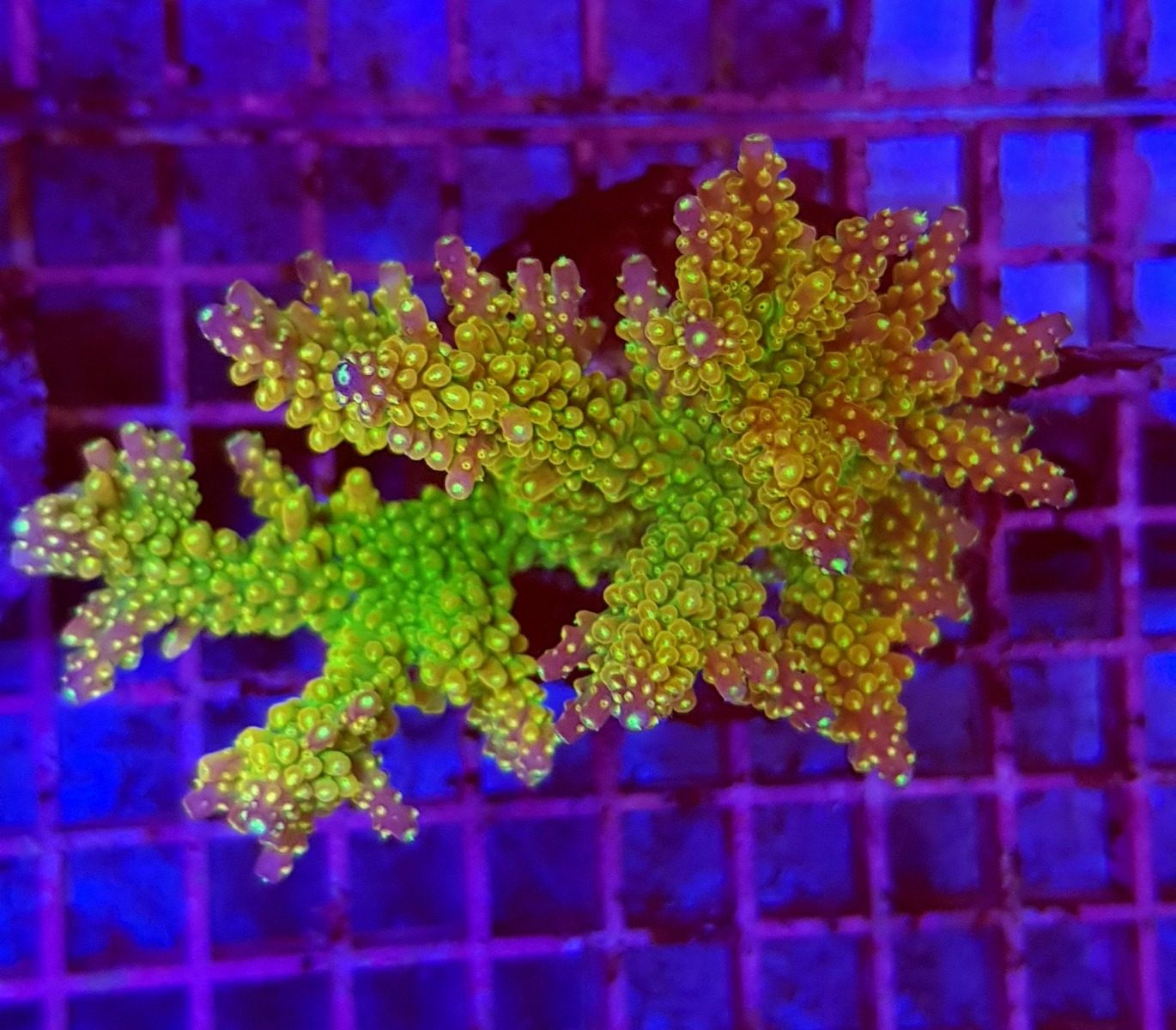 Acropora spp. (Maricultured) Ultra Grade