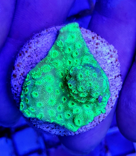 Pavona maldivensis Green (Frag)