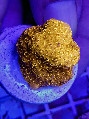 Pavona maldivensis Orange (Frag)