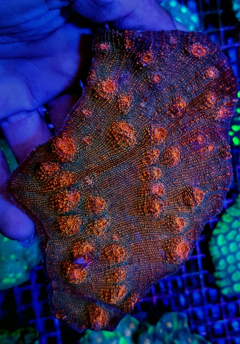 Echinophyllia spp. (Orange-Red or eye) Ultra)