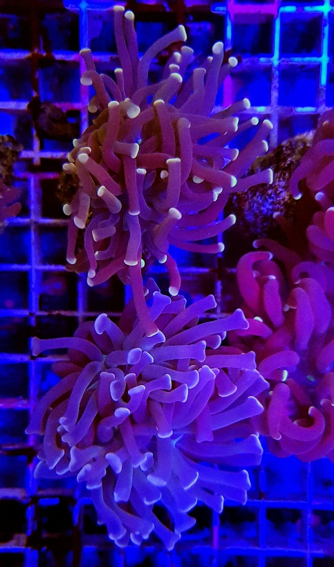 Euphyllia paraancora (Orange/Pink)