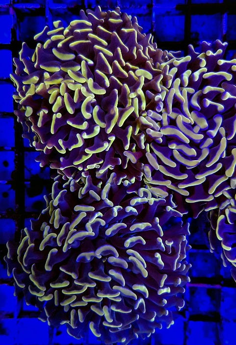 Euphyllia paraancora (Orange/Pink Ultra)