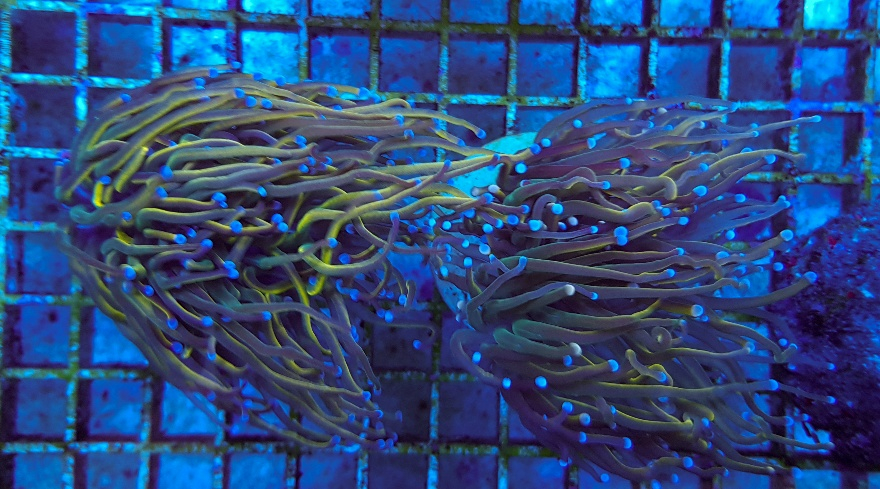 Euphyllia glabrescens Holy Grail