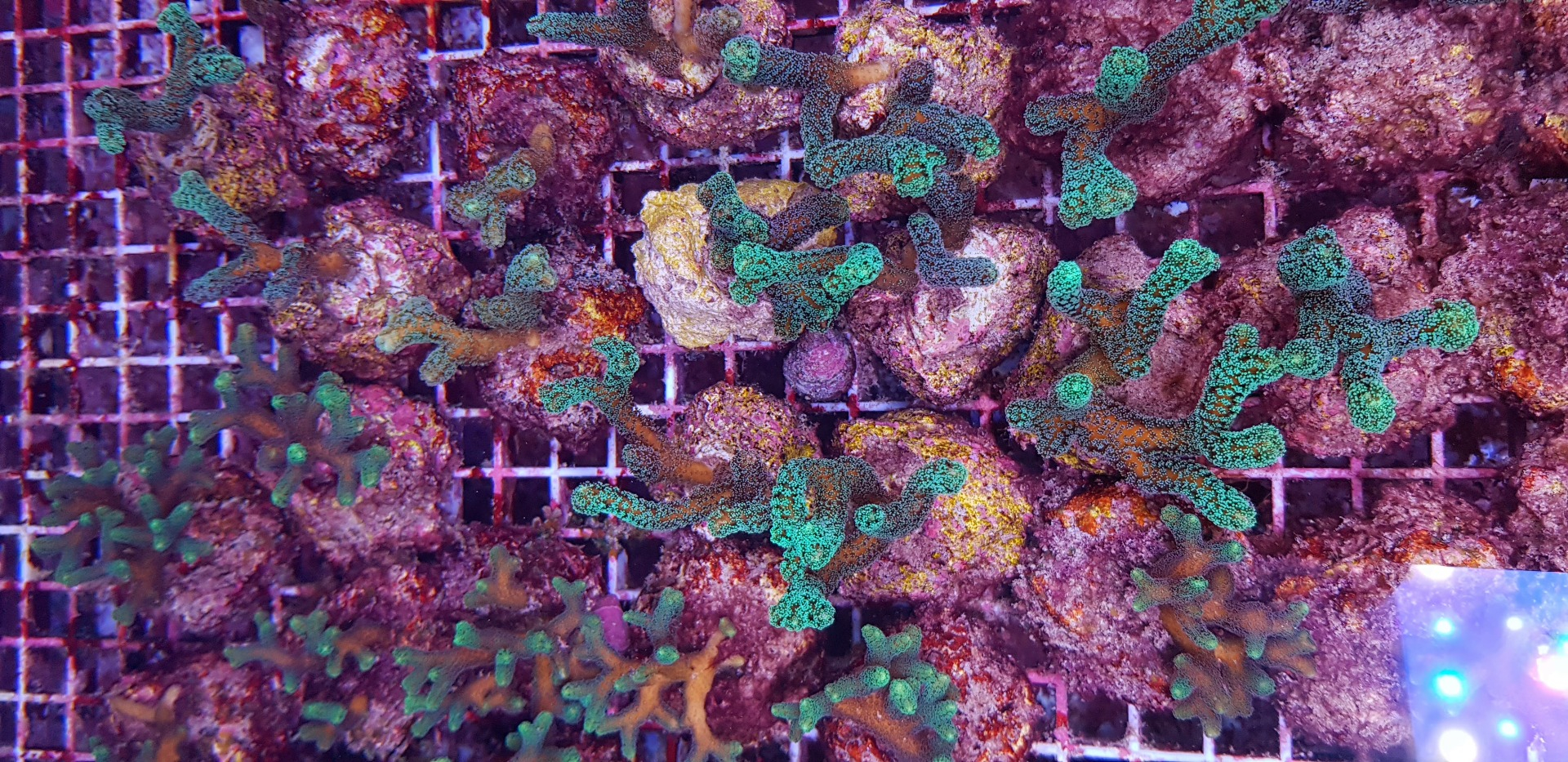 Seriatopora caliendrum Green (Frag)