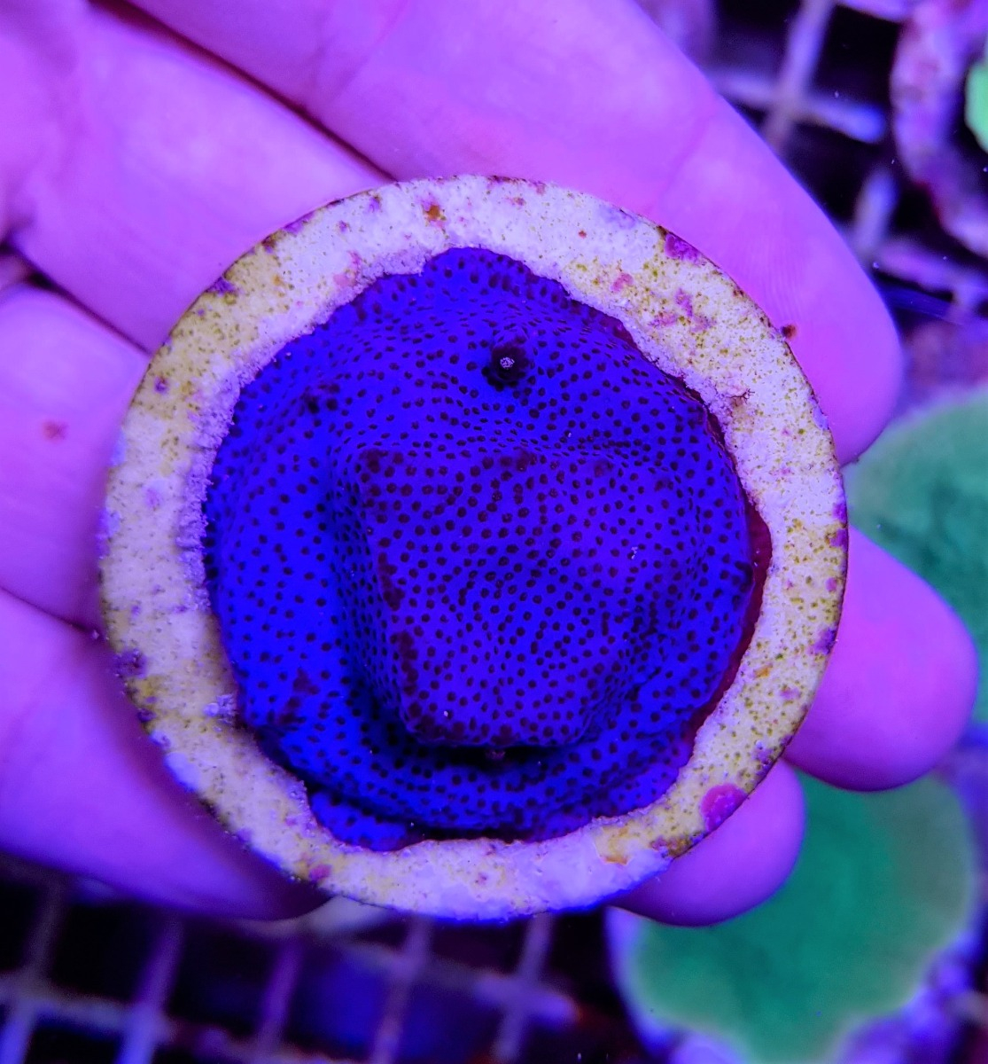 Montipora spp. Encrusting (Purple/Blue polyp) (Frag)