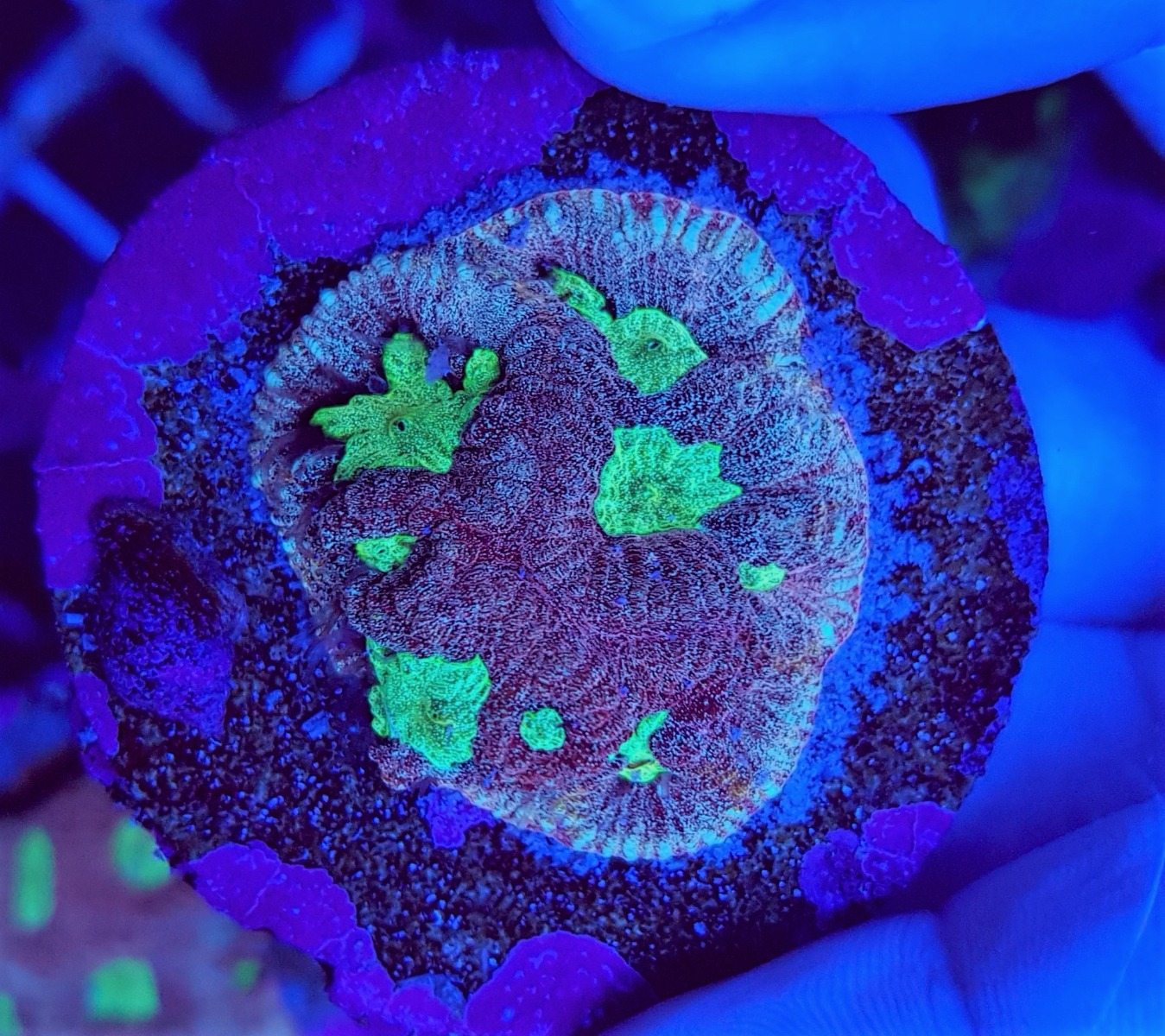 Favites spp. Green (Frag)