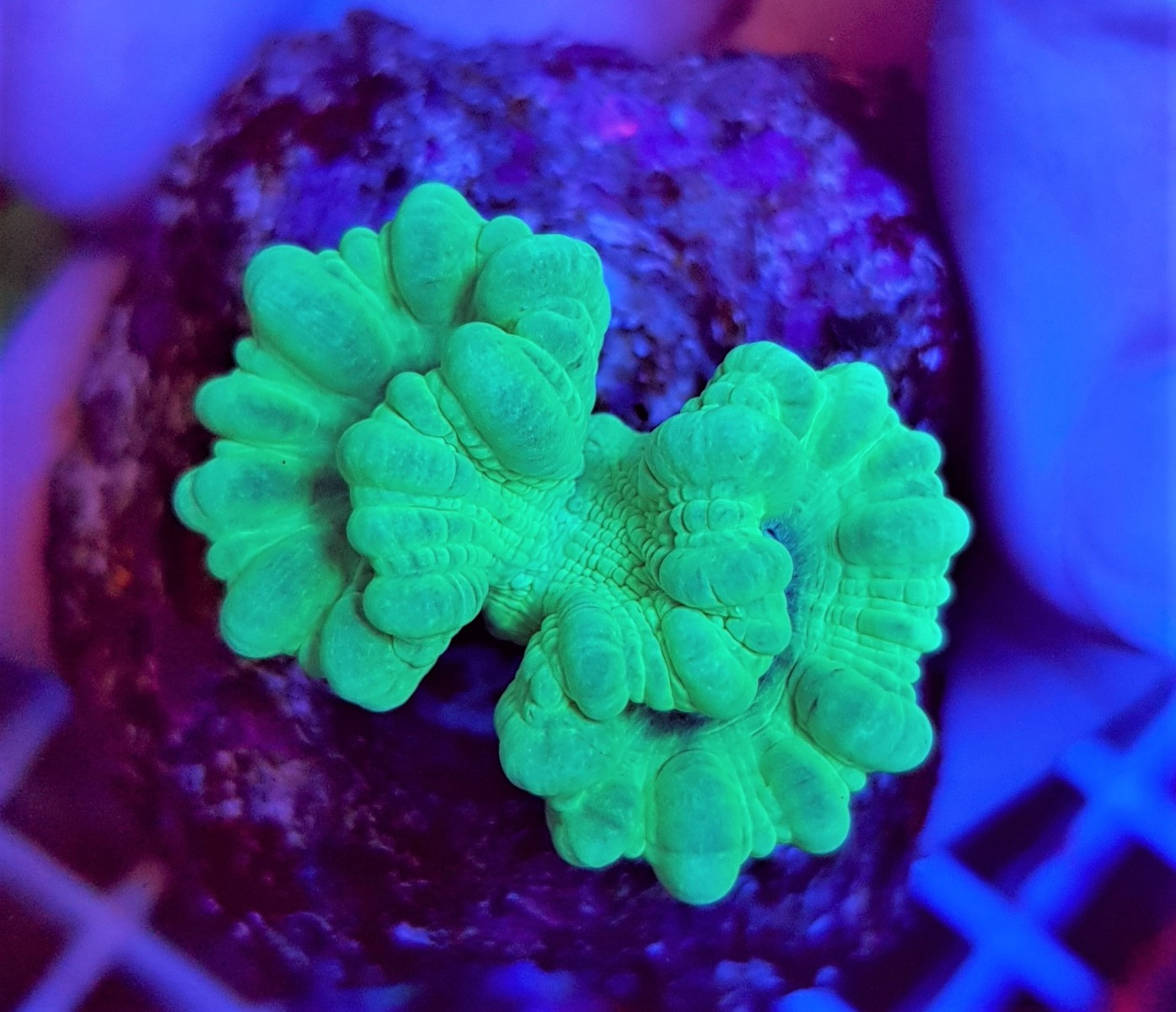 Caulastrea curvata Green Ultra (Frag)