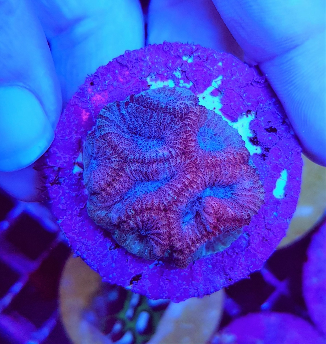 Favia spp. Red (Frag)