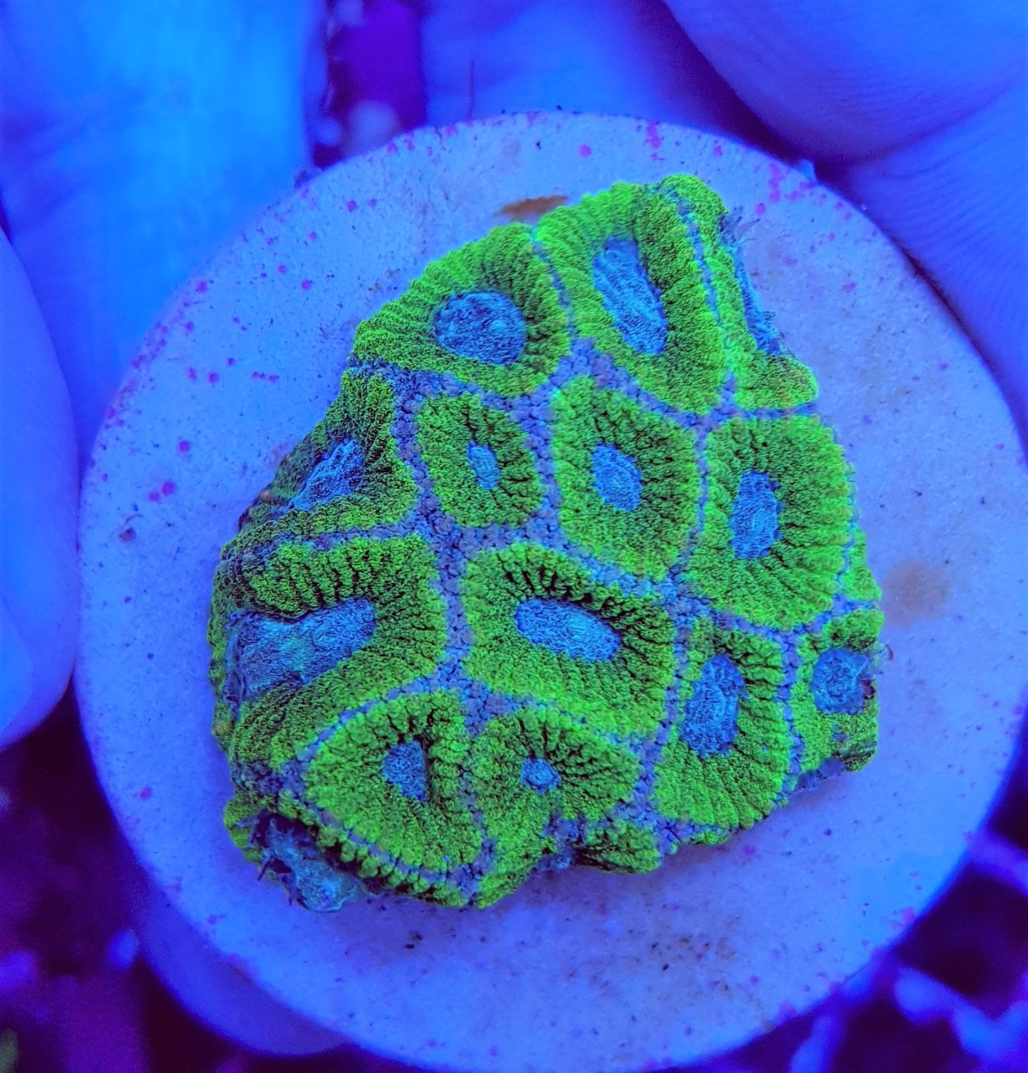 Favites spp. Green Premium (Frag)