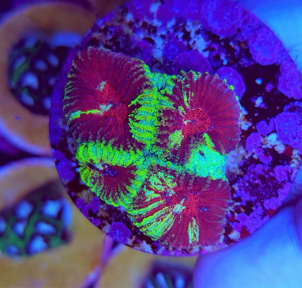 Favia spp. Ultra (Frag)