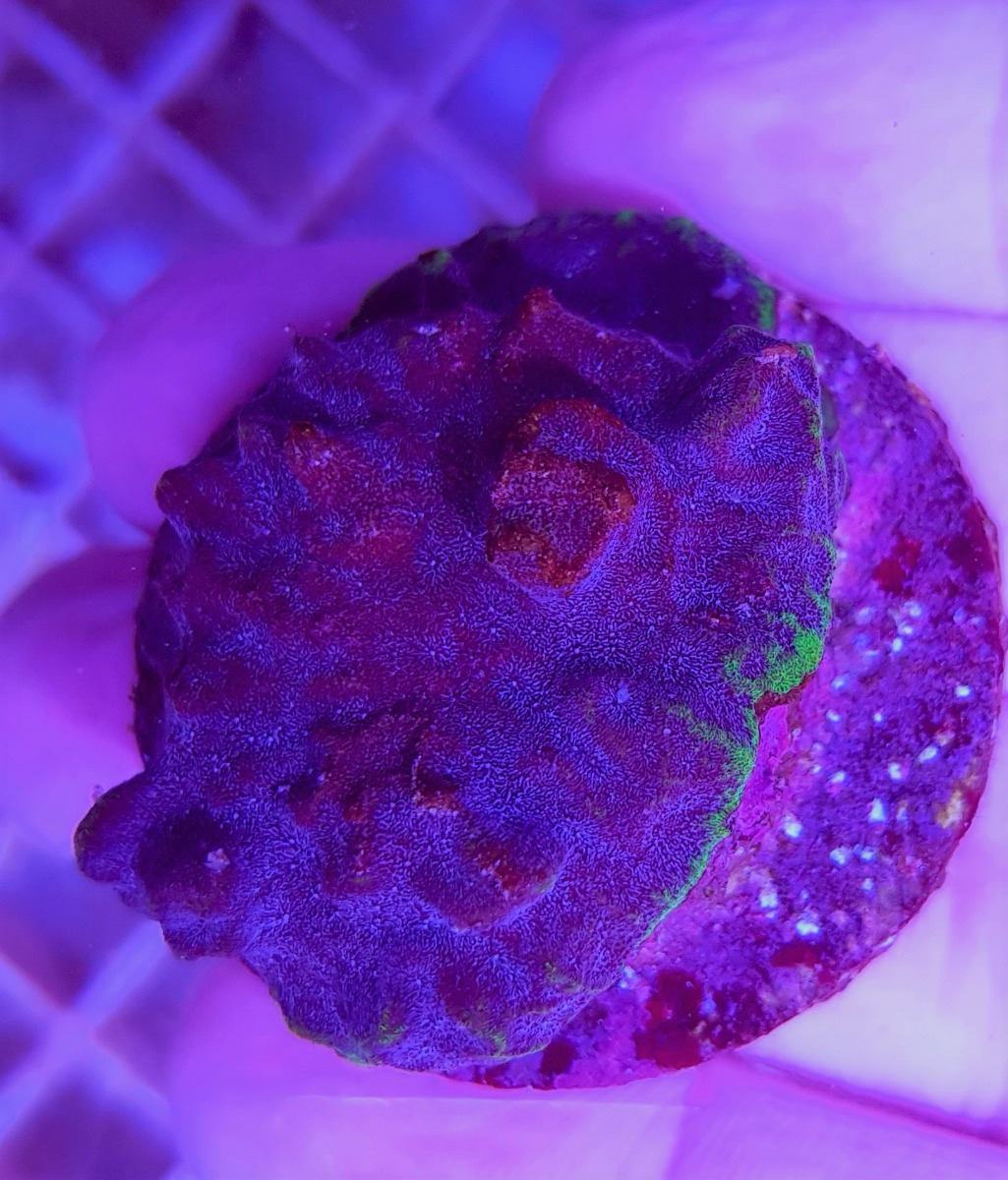 Psammocora spp. Green/Purple (Frag)