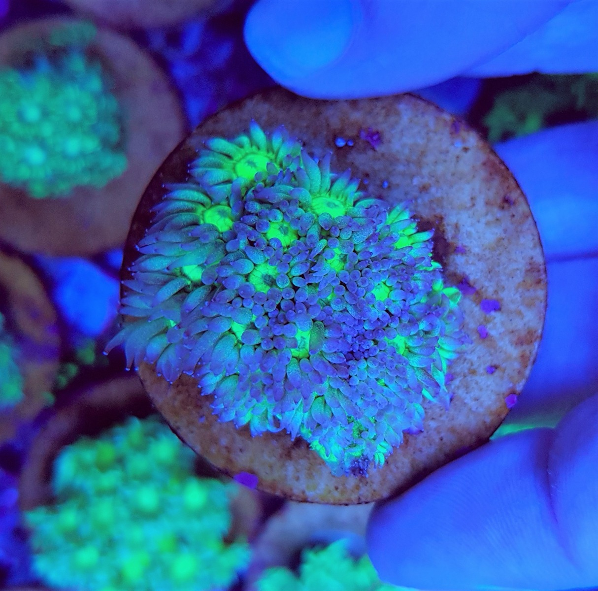 Goniopora spp. Premium (Frag)