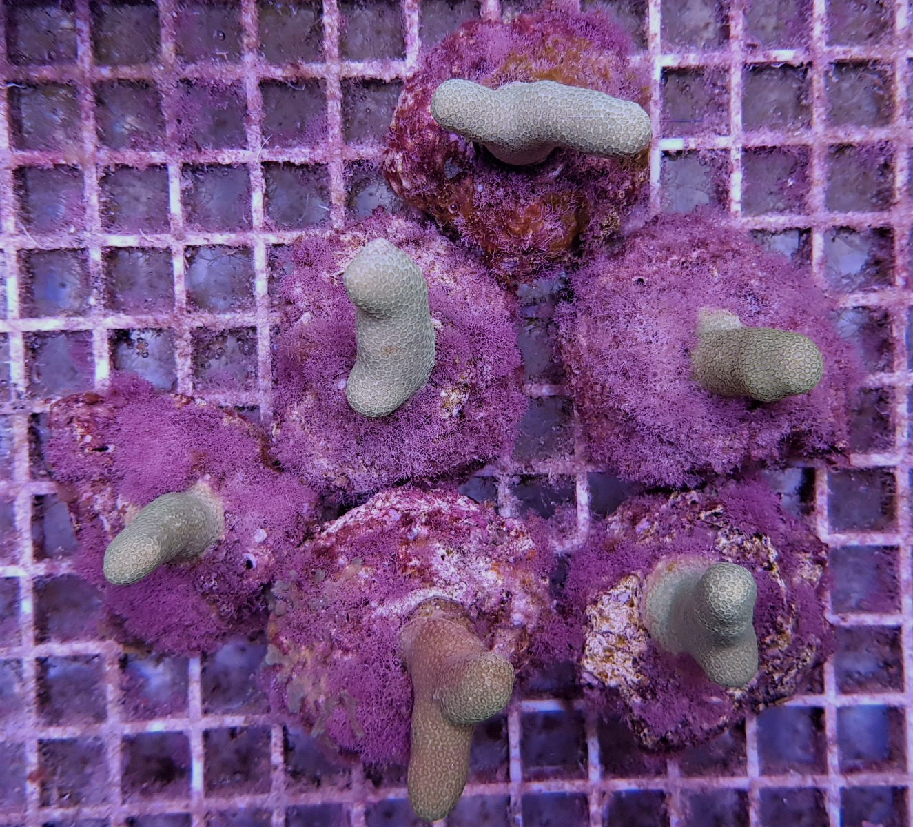 Porites cylindrica Yellow/Green (Frag)