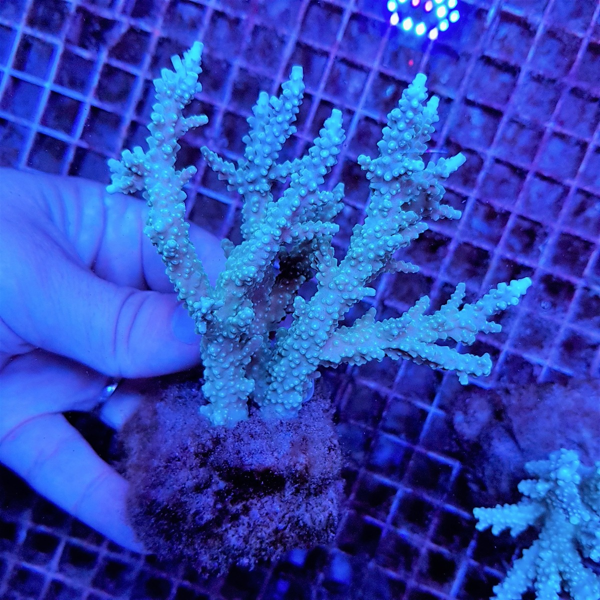 Acropora horrida