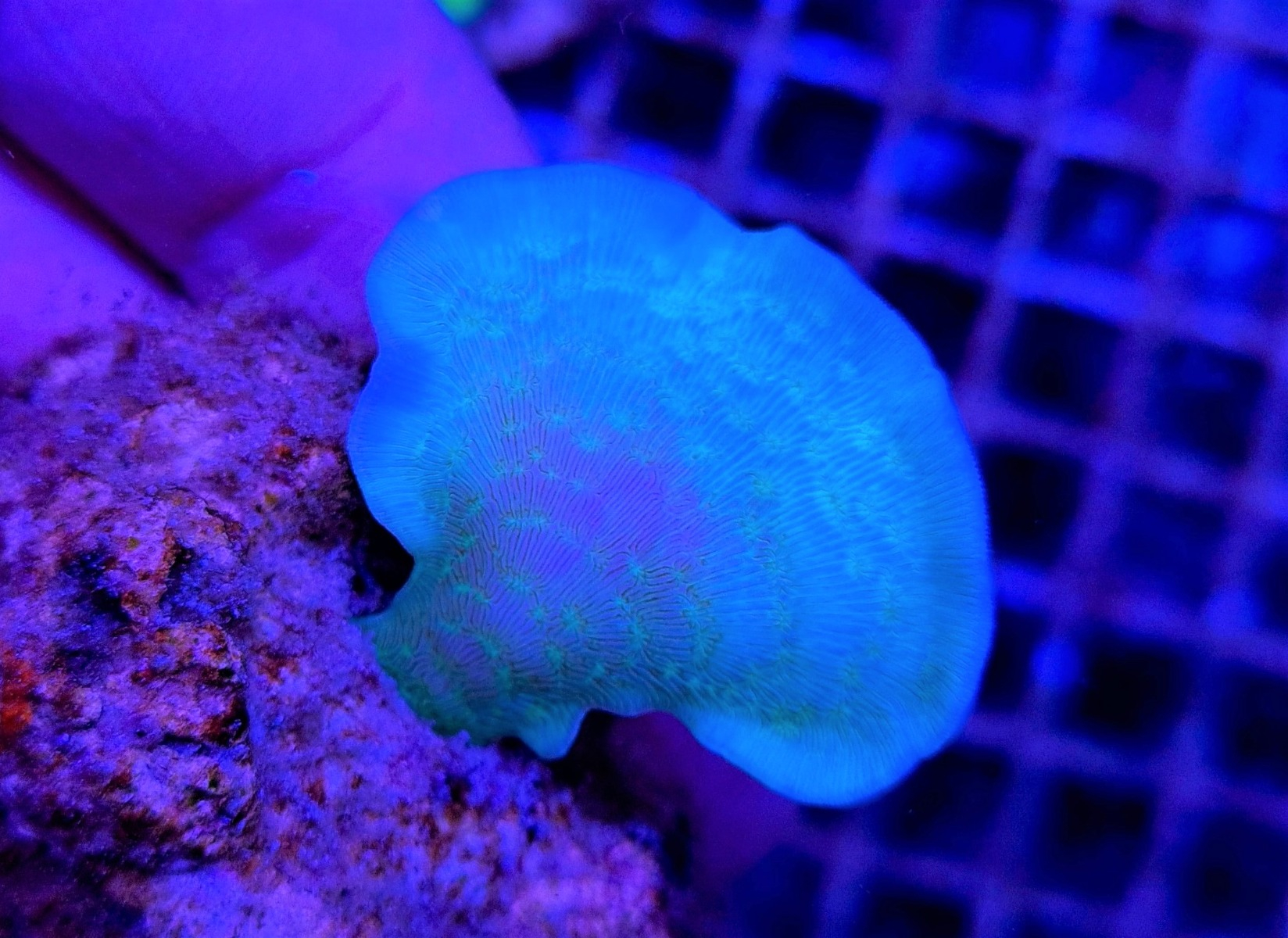 Pavona cactus Green (Frag)