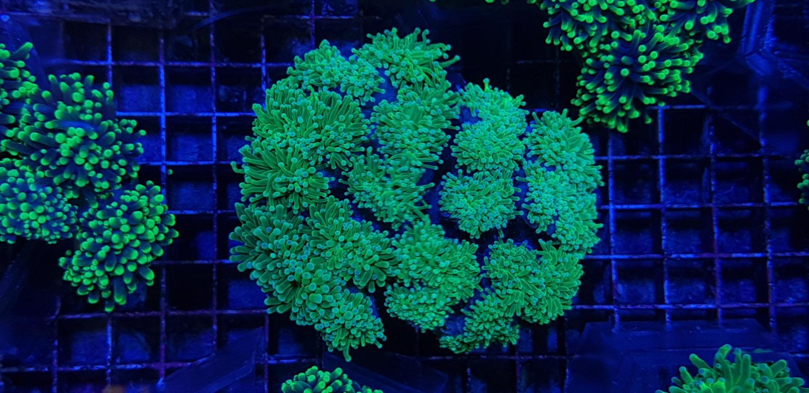 Euphyllia glabrescens (Green Ultra)