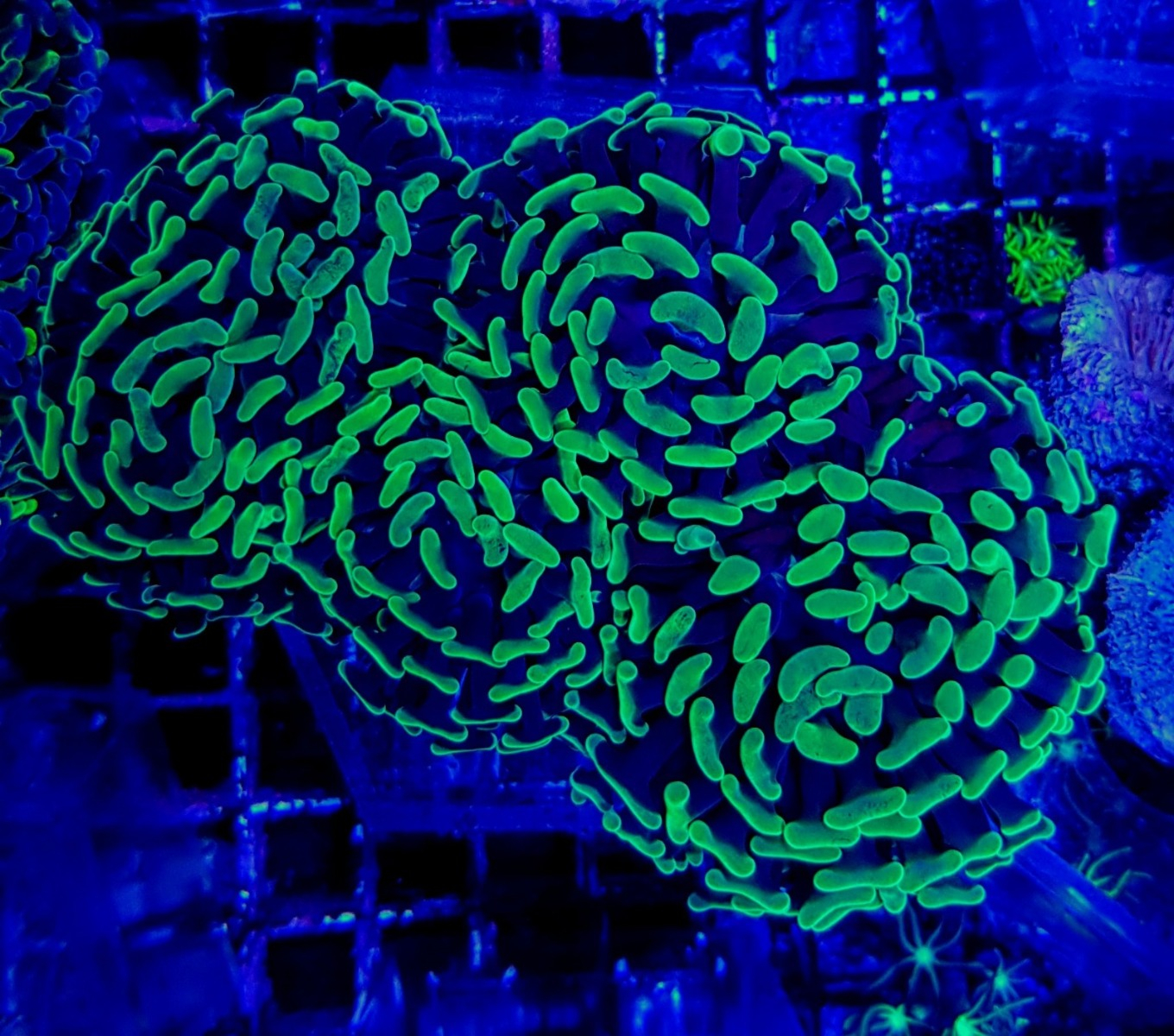 Euphyllia paraancora (Green) (price per head)