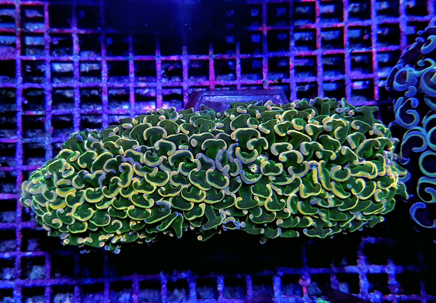 Euphyllia ancora (Gold-orange-yellow-green stem) Ultra