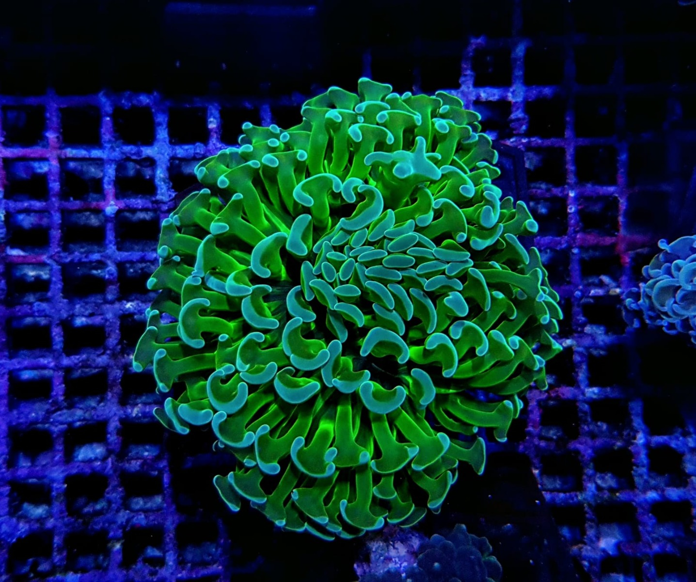 Euphyllia ancora (Green Ultra)