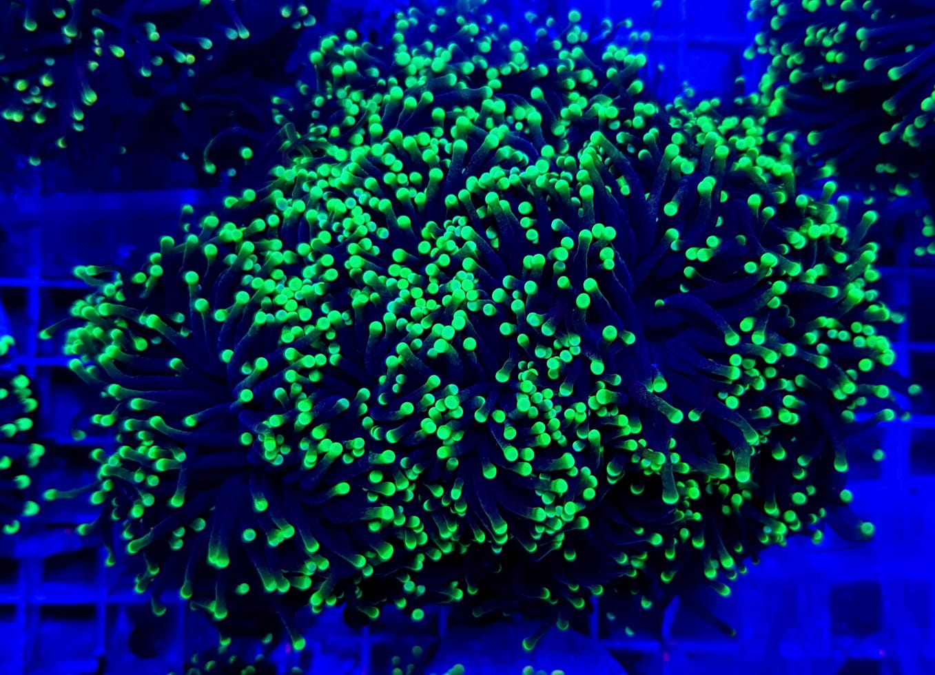 Euphyllia glabrescens (Green Premium) (price per head)