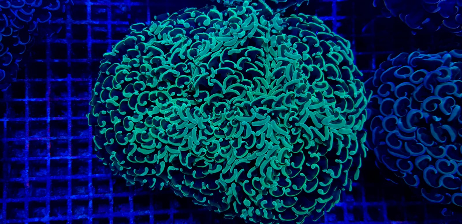 Euphyllia ancora (Green)