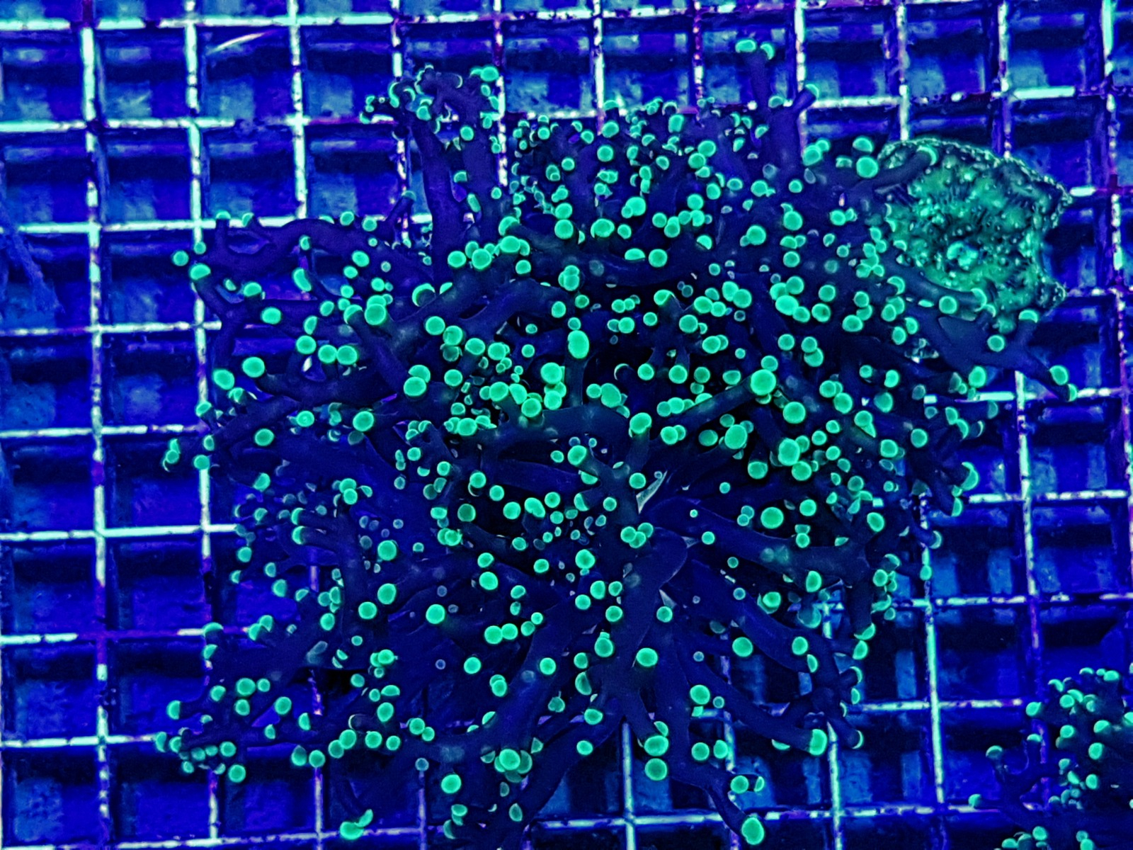 Euphyllia paradivisa (Green)