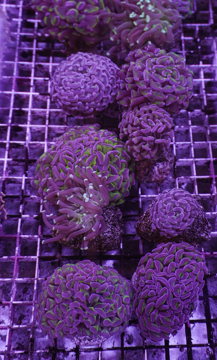 Euphyllia paraancora (Two Tone)