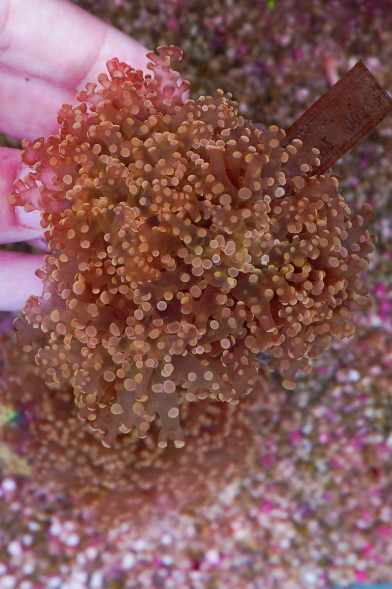 Euphyllia paradivisa (Orange/Yellow Prem.) (price per head)