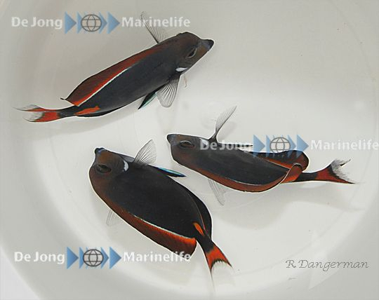 Acanthurus achilles