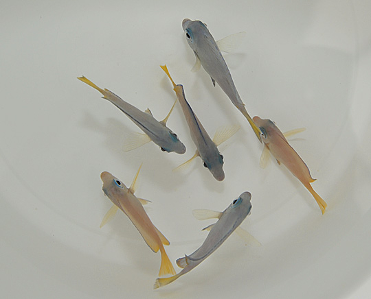 Acanthurus coeruleus