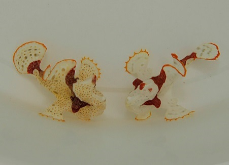 Antennarius maculatus (Original)