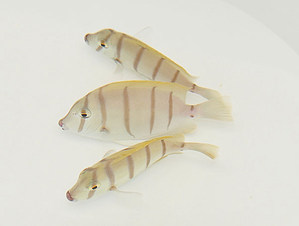 Acanthurus triostegus