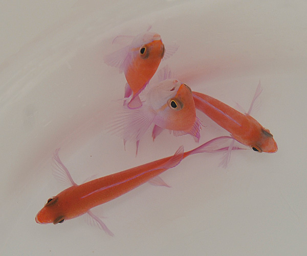 Pseudanthias bicolor (female)