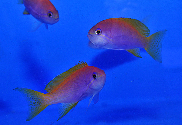 Pseudanthias bimaculatus (female)