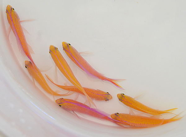 Pseudanthias parvirostris (female)