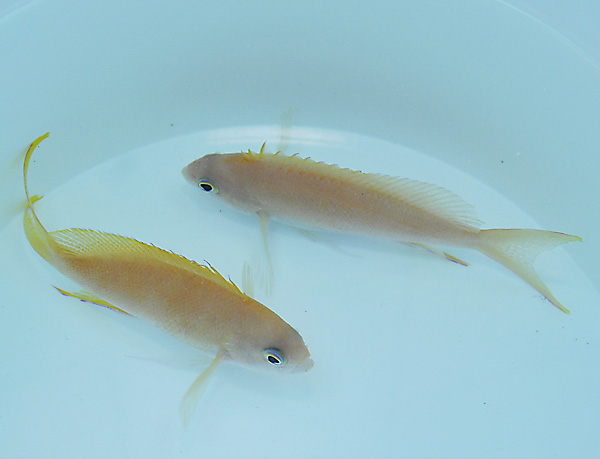 Pseudanthias pleurotaenia (female)