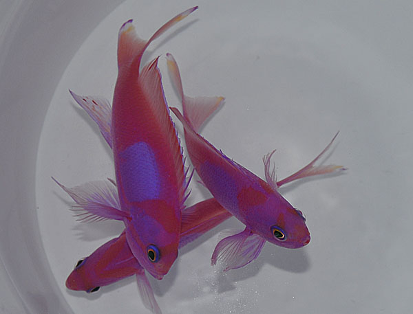 Pseudanthias pleurotaenia (male)