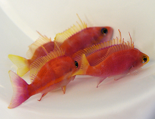 Pseudanthias pulcherrimus (male)