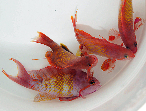 Pseudanthias squamipinnis (male)