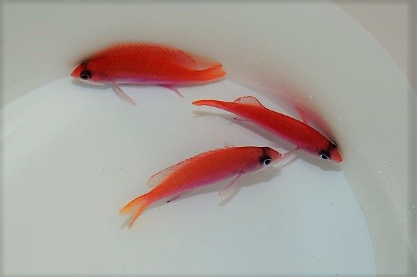 Pseudanthias taeniatus (Female)