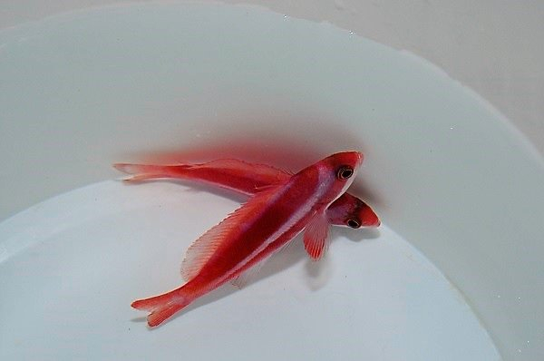 Pseudanthias taeniatus (Male)