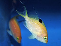 Sacura margaritacae (female)