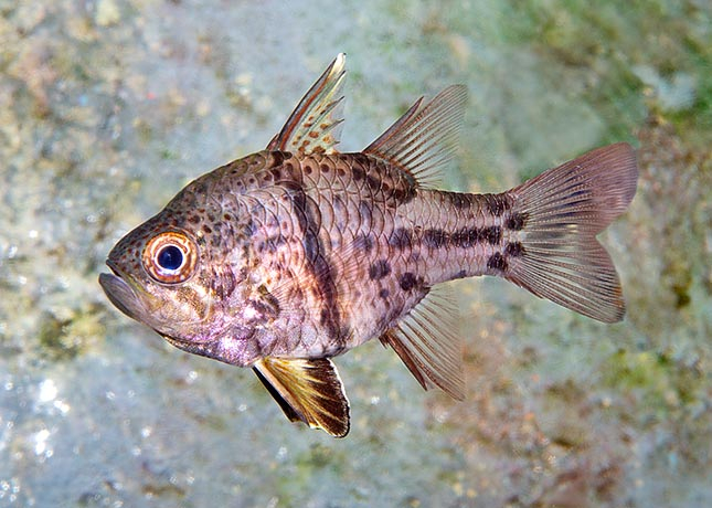 Sphaeramia orbicularis