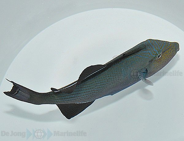 Melichthys niger