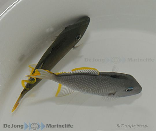 Xanthichthys auromarginatus (male)