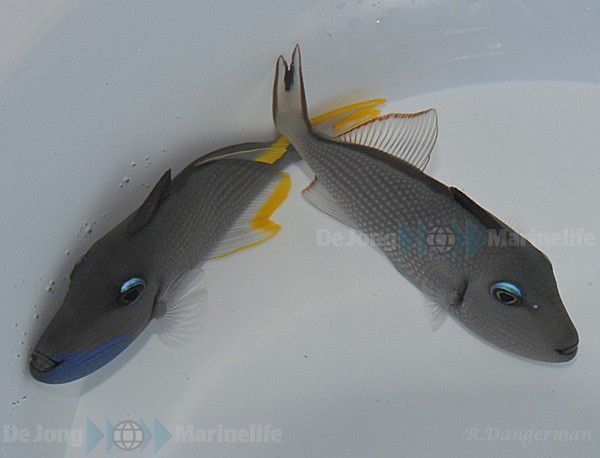 Xanthichthys auromarginatus (pair)