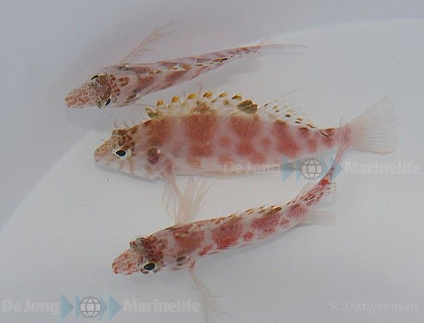 Cirrhitichthys aprinus